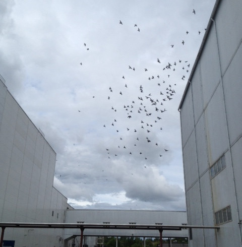 Контроль численности птиц, защита от чаек, ворон, голубей на предприятиях и заводских территориях